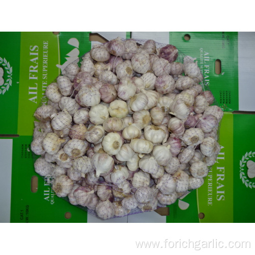 High Quality Fresh Normal White Garlic 2019
